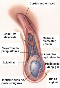 testículo doloroso en niños, testículo inflamado causas, testículo inflamado y duro en niños, testículo inflamado y dolor en niños, inflamación escrotal en niños