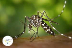 mosquitos, picaduras de mosquito, niños, bebes, mosquitera, mosquito tigre, citronella, vitaminas del grupo B.