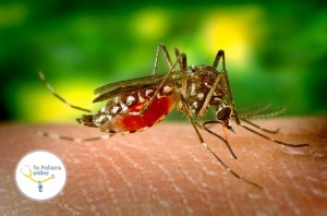 animales peligrosos, anopheles, bebés con microcefalia, Chikingunya, dengue, dengue hemorrágico, enfermedades hemorrágicas,